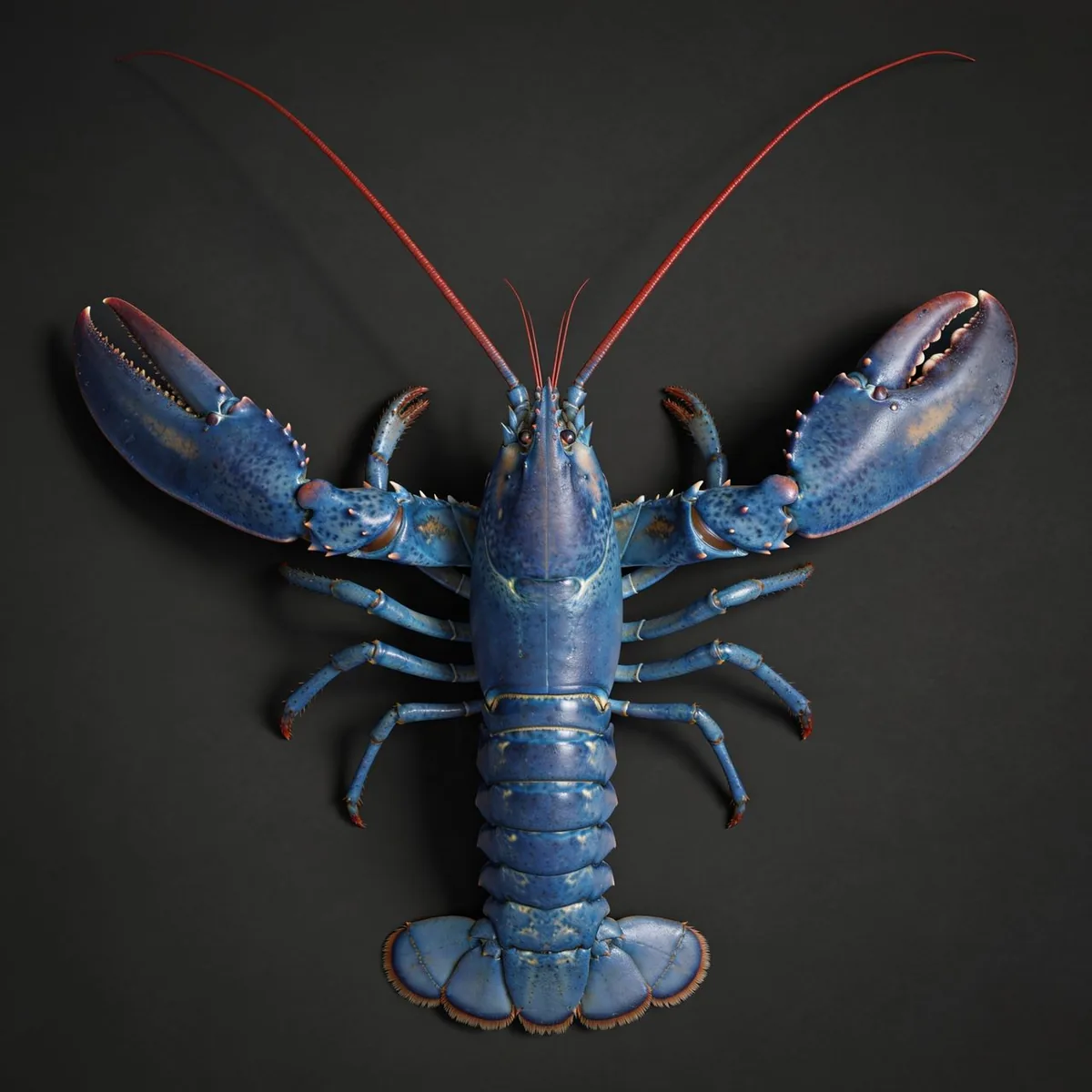 Anatomía de un Bogavante europeo: pinzas, antenas, cefalotórax, abdomen, cola y patas