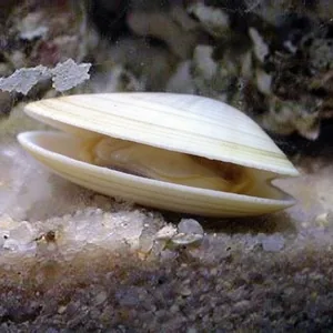 Coquina