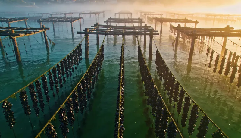 Bateas de mejillón en las rías gallegas al amanecer